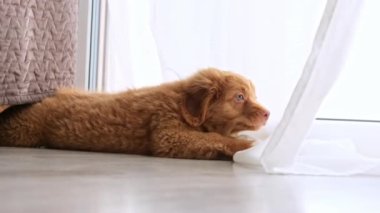 Sevimli köpek yavrusu Scotia Retriever köpeğini çalıyor.