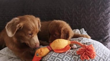 Güzel Troller Retriever köpeği ve kanepede uzanmış oyuncak ördekle oynayan sevimli köpek yavrusu