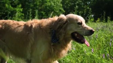 Muhteşem Golden Retriever Dog bir tarlada geziniyor.