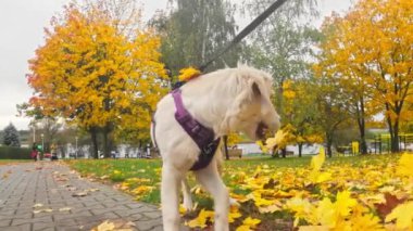 Komik, sevimli Golden Retriever Köpek Yavrusu Düşen Yapraklar 'da Neşeyle Koşuyor, Dışarıda oynarken Saf Mutluluğu somutlaştırıyor