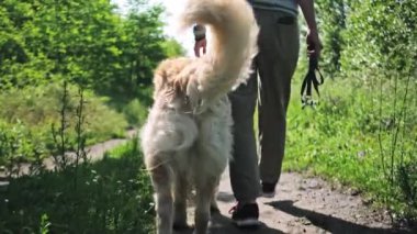 Golden Retriever Sahibiyle Dışarıda Dolaşıyor