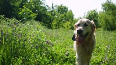 Golden Retriever Summer Grass ve Flowers 'ın içinden neşeyle geçiyor.