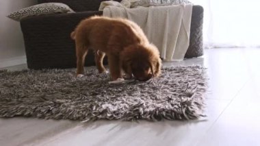 Komik Nova Scotia Duck Tolling Retriever Evde bir kaşıkla oynuyor