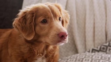 Evdeki sevimli av köpeği portresi.