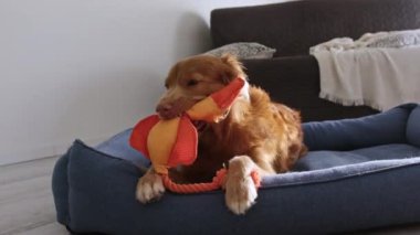 Nova Scotia Tolling av köpeği. Oyuncak ördekle köpek yatağında oynuyor.