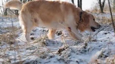 Güzel Golden Retriever Dog kışın sokaklarda yürür, Büyüleyici Pet çubukla oynar