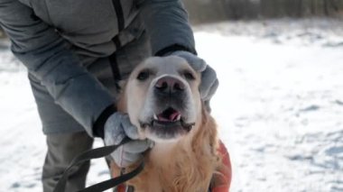Kız Sevgilisiyle Kış Sokak Yürüyüşü sırasında Altın Avcı Köpeğini Okşar