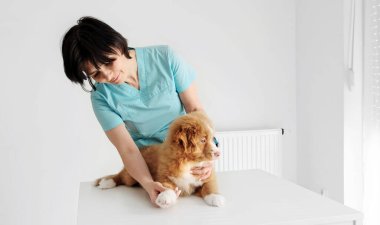 Kırmızı Nova Scotia Ördek Çalar Köpek Veteriner Kliniğinde İnceleniyor