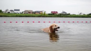 Golden Retriever Suda yüzüyor ve sopayla oynuyor