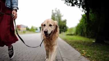 Güzel Altın Avcı Tasmalı Kadın Sahibini Yürüttü