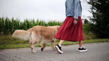 Günlük sabah rutininin bir parçası olarak tasmalı altın av köpeğini gezdiren bir kız.