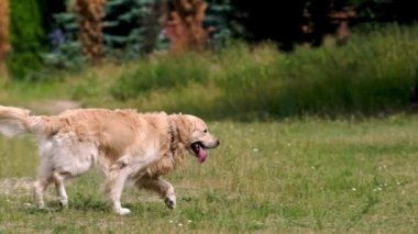 Golden retriever köpeği ağır çekimde sahibini gezdiriyor ve onunla oynuyor.