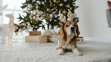 Noel zamanı, Noel ağacı ve dekorasyonla birlikte yerde yatan av köpeği. Yeni yıl tatilinde köpek yavrusu