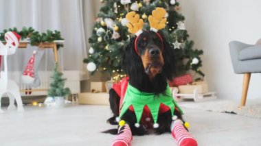 Evde süslü bir Noel ağacının yanında süslü bir kostüm giyen İskoç köpek.