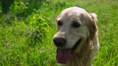Sevimli Golden Retriever Köpeği Yeşil Çimlerde Dışarıda Dolaşıyor