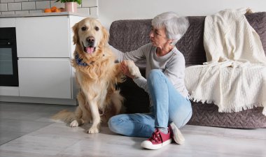 Tatlı Golden Retriever Köpeği Yaşlı Kadın Sahibine Pençe Veriyor