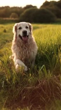 Sevimli Golden Retriever Dog gün batımında hızla bir tarlada koşuyor.