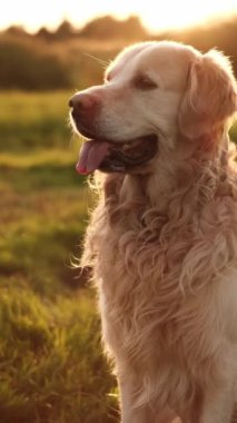 Safkan Yetişkin Altın Avcı Köpeği Gün Batımında