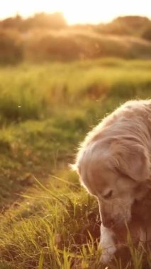 Gün batımında Sahada Güzel Safkan Özelliklerini Göstererek Mutlu Altın Avcı Oyunları