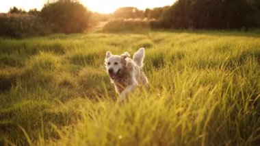 Gün batımında bir tarlada yürüyen ve hızla koşan sevimli Golden Retriever Dog
