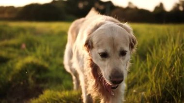 Gün batımında tarlada yürüyen sevimli Golden Retriever Dog, komik bir portre.