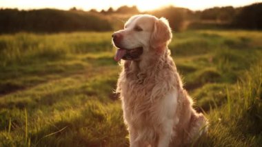Safkan Yetişkin Altın Avcı Köpeği Gün Batımında