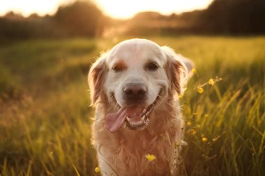 Gün batımında Altın Köpek Portresi.