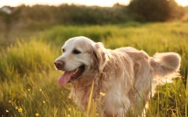 Gün batımında bir tarlada yürüyen sevimli Golden Retriever, muhteşem manzaranın tadını çıkarıyor.