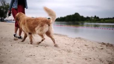 Şirin, ıslak Golden Retriever sahibini kumsalda oynuyor, dışarıda mutlu bir şekilde koşuyor.