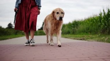 Bayan Sahibi A Bölgesi Yolu 'nda Golden Retriever ile Yürüyor. Altın Avcı Köpeği Cinsi