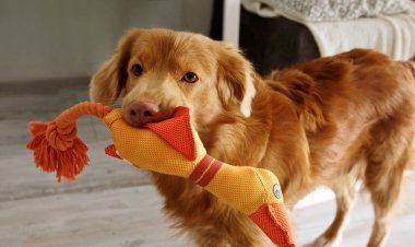 Nova Scotia Tolling av köpeği. Aydınlık odada oyuncak ördekle oynuyor.