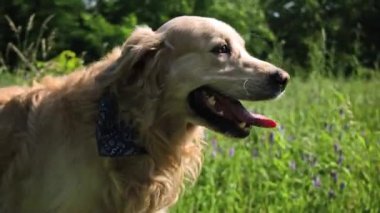 Muhteşem Golden Retriever Dog bir tarlada geziniyor.