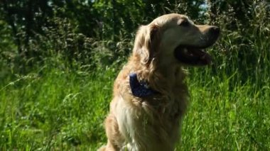 Dışarıda otların üzerinde oturan sevimli Golden Retriever