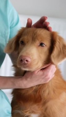 Klinikteki Veteriner Şirin Kırmızı Nova Scotia Ördek Çalan Köpek