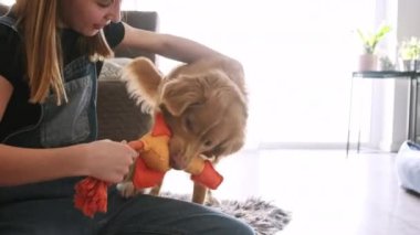 Şirin küçük kız evde sevimli Scotia Retriever köpeğiyle oynuyor.