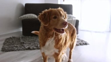 Güzel köpek Nova Scotia 'nın Portresi Ördek Çalan Köpek Evde