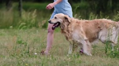 Güzel bir kız Golden Retriever köpeğiyle doğada yürüyor, bacakları yakından bakıyor. Saf köpek labrador 'u ve açık havada genç bir kadın.