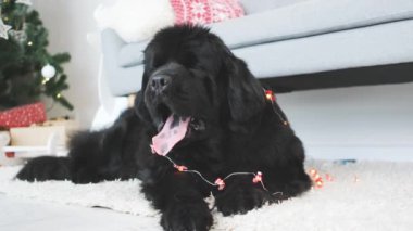 Newfoundland köpeği evdeki Noel ağacının yanında çelenge sarılı olarak yerde yatıyor.