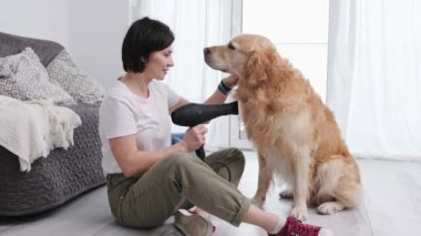 Kız, altın köpeğini yıkadıktan sonra kurutmak için saç kurutma makinesi kullanıyor.