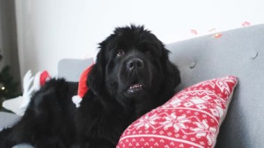 Newfoundland köpeği Noel Baba şapkasıyla süslenmiş Noel ağacı arka planında evde