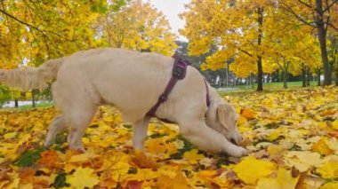 Komik, sevimli Golden Retriever Dog Puppy Saf Neşe 'yi somutla ve sevimli bir şekilde canlandırıyor.