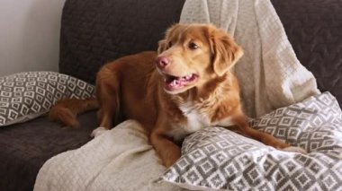 Güzel köpek Nova Scotia Ördek Çalan Köpek Evdeki kanepede yatıyor