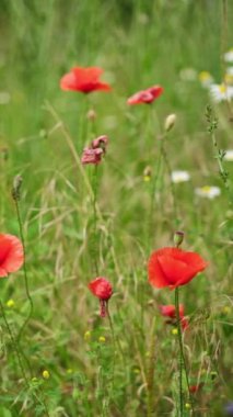 Rüzgarlı bir yaz gününde yeşil çayırda sallanan kırmızı gelincik çiçekleri.