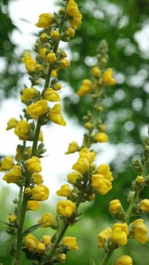 Verbascum Olimpiyatlarının Sarı Çiçekleri Yakından Çiçek Açıyor