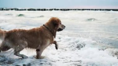 Mutlu altın av köpekleri denizde koşuyor ve yüzüyor. Dalgalar yavaş hareket ediyor.