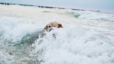Golden Retriever Dog ağır çekimde oynuyor ve denizde yüzüyor.