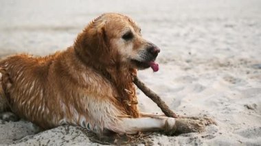 Tatlı, ıslak Golden Retriever Dog kumsalda sopayla yavaş çekimde oynuyor.