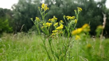 Sarı çiçekler ve çimenler büyür Bir yaz günü çayırda