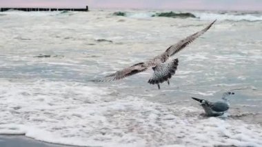 İnanılmaz bir manzarada, Pembe Günbatımına Karşı Uçan Martılar Yavaş Kanatlarla Kanat çırpıyor