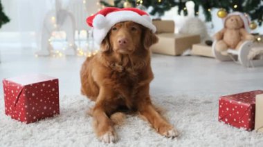 Noel zamanı Noel Baba şapkası takmış hediye kutularıyla birlikte yerde yatan Toller Retriever köpeği. Noel 'de evde Noel ağacıyla hediyeli safkan köpek yavrusu.
